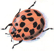 asian ladybug