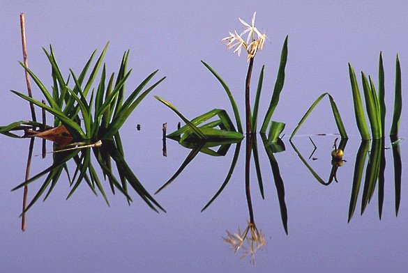 liberalism is a mental disorder