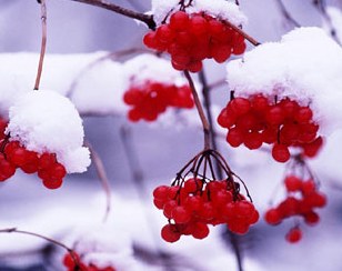 winterberries