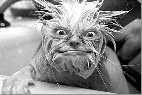 fugly lib-dem scumbag